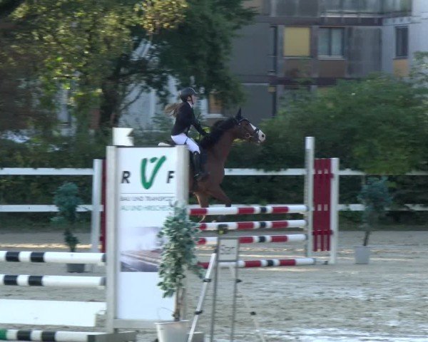 Reitturnier Bregenz 2024