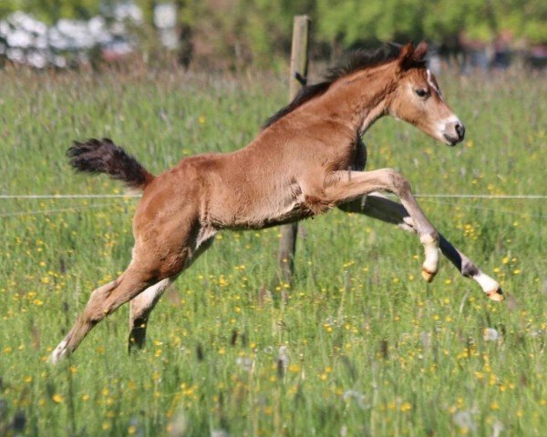 Pferd Valentinus Quitte (Deutsches Reitpony, 2024, von Quaterback's Junior)