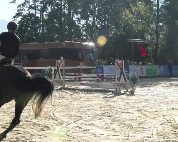 Reitturnier Bregenz 2024