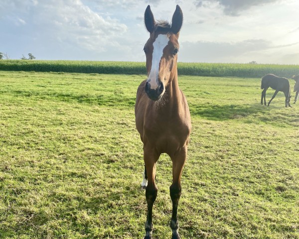 horse Skyla (Holsteiner, 2024, from Madness 15)