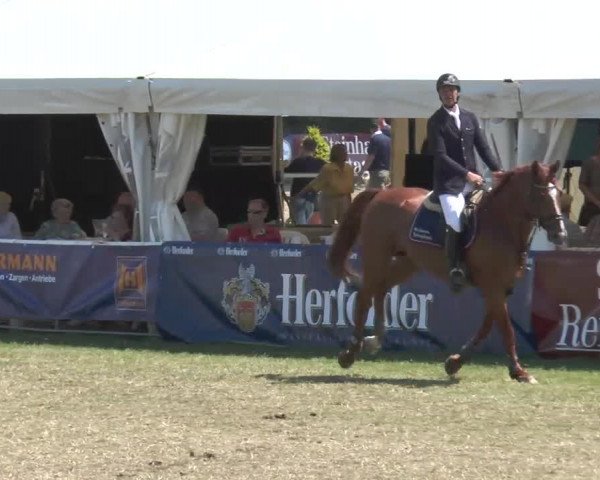 Reitturnier Steinhagen 2013