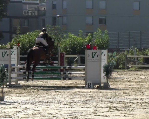 Reitturnier Bregenz 2024