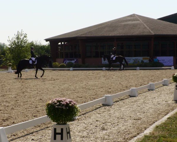 Reitturnier Rodgau-Weiskirchen 2024