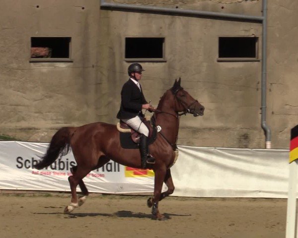 Reitturnier Buchenhof-Ibbenbüren 2024