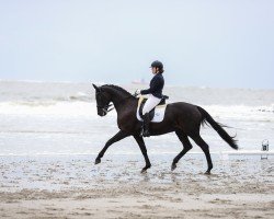 Dressurpferd Sun of Delight (Rheinländer, 2009, von Sir Donnerhall I)