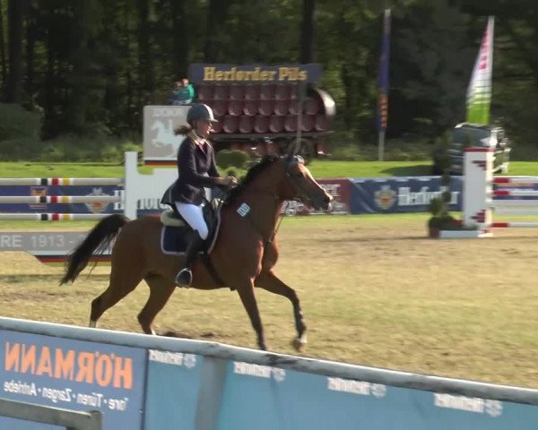 Steinhagener Reitertage 2013