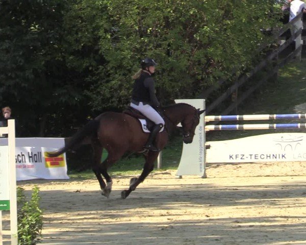 Reitturnier Buchenhof-Ibbenbüren 2024