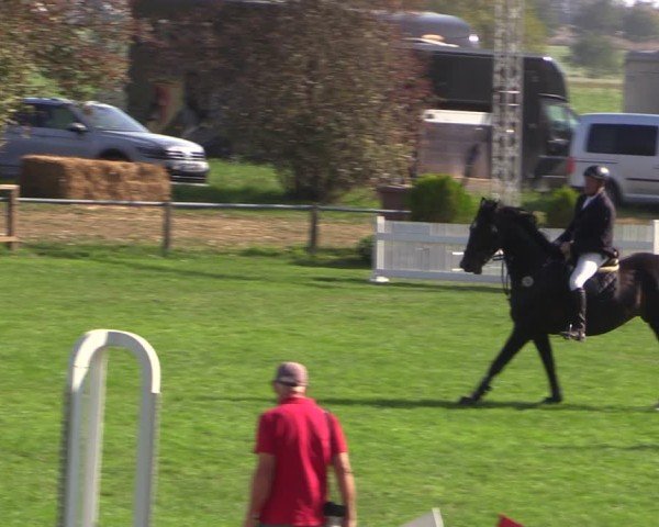 Reitturnier Crivitz 2024