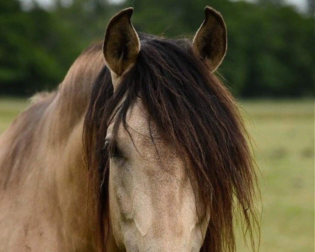 stallion Jesko (Pura Raza Espanola (PRE), 2012, from Halaor J Cortes)