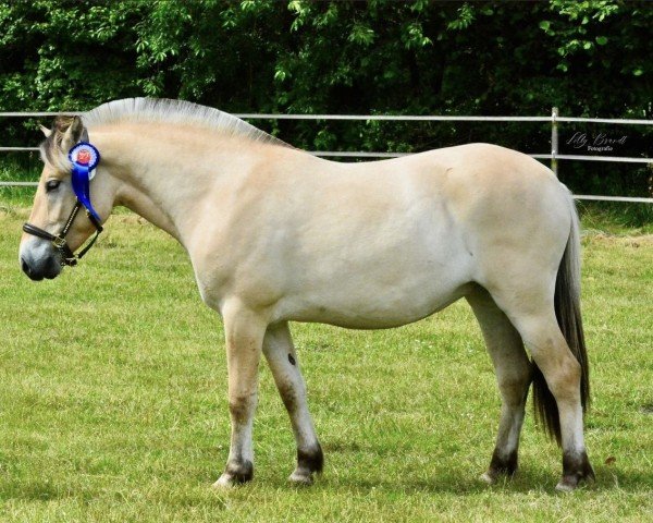 horse Klosterhofs Hulapalu (Fjord Horse, 2022, from Resen N.2673)