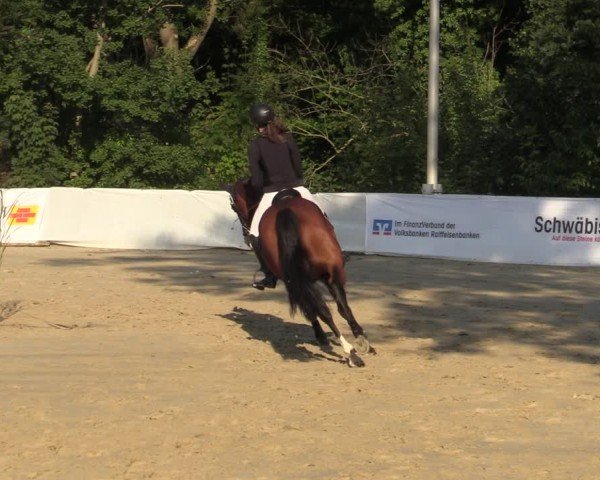 Reitturnier Buchenhof-Ibbenbüren 2024