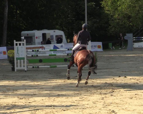 Reitturnier Buchenhof-Ibbenbüren 2024