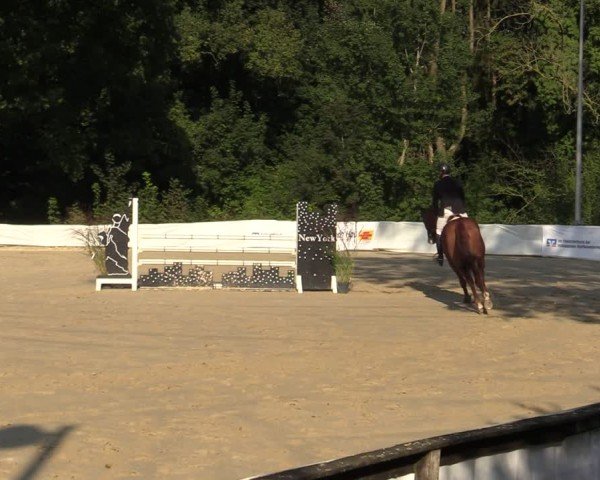 Reitturnier Buchenhof-Ibbenbüren 2024