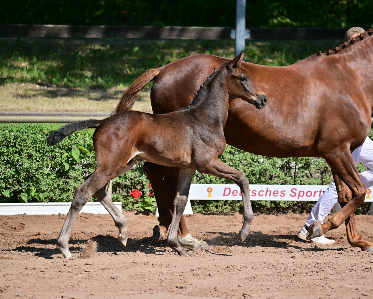 Pferd Inspector B. (Deutsches Sportpferd, 2023, von Iowa Gold)