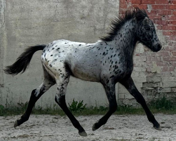 horse Pino (sonstiges Pony, 2024, from Lendorfs Puzzle)