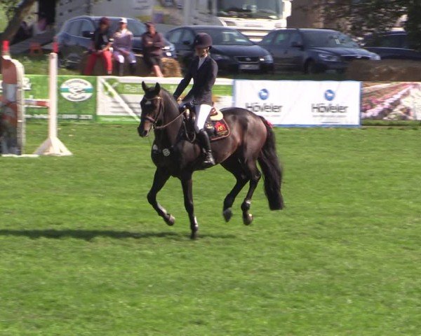 Reitturnier Crivitz 2024