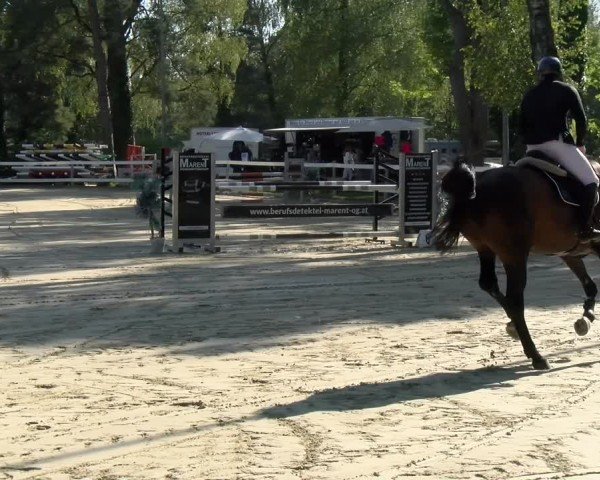 Reitturnier Bregenz 2024