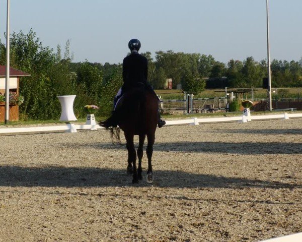 Reitturnier Rodgau-Weiskirchen 2024