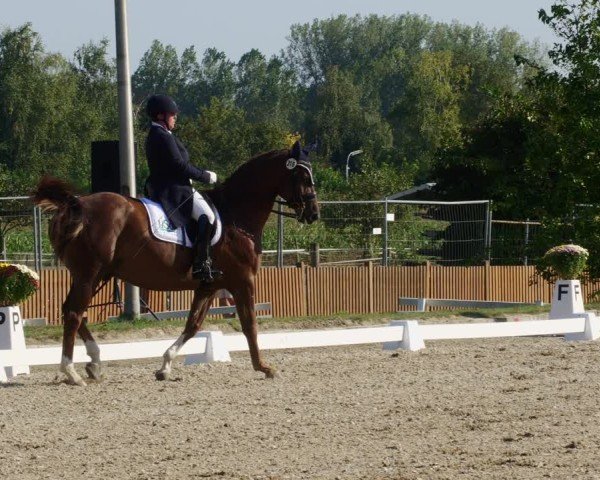 Reitturnier Rodgau-Weiskirchen 2024