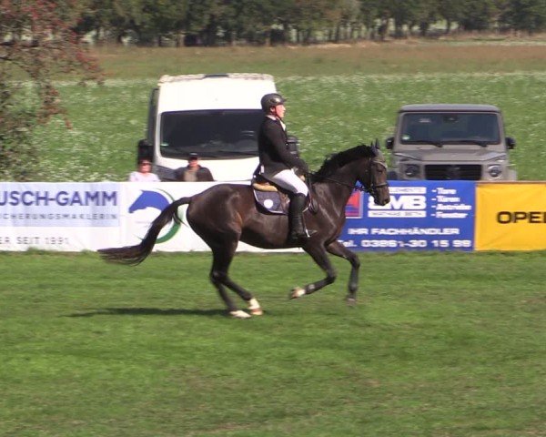 Reitturnier Crivitz 2024