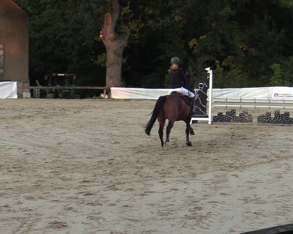 Reitturnier Buchenhof-Ibbenbüren 2024