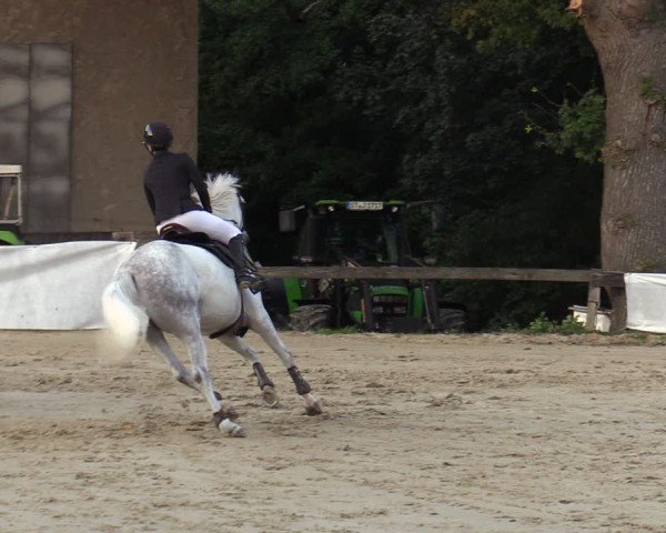 Reitturnier Buchenhof-Ibbenbüren 2024