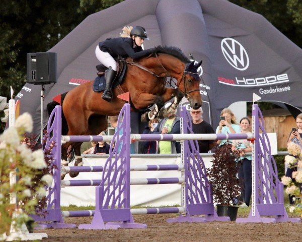jumper Grand-Père (Hanoverian, 2012, from Grey Top)