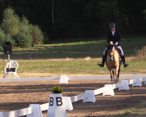 Reitturnier Crivitz 2024