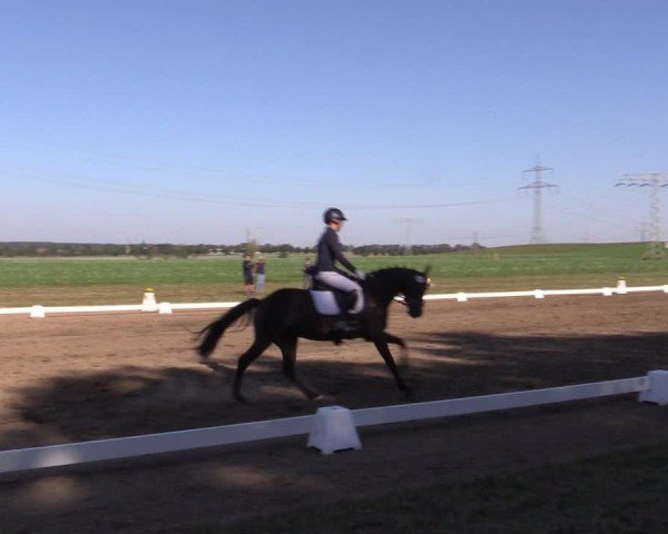 Reitturnier Crivitz 2024