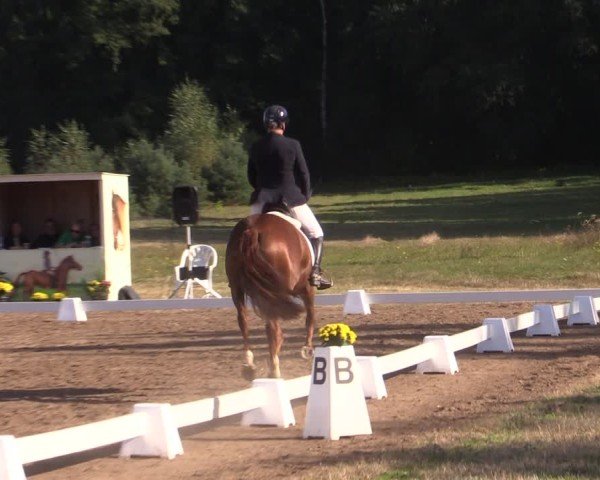 Reitturnier Crivitz 2024