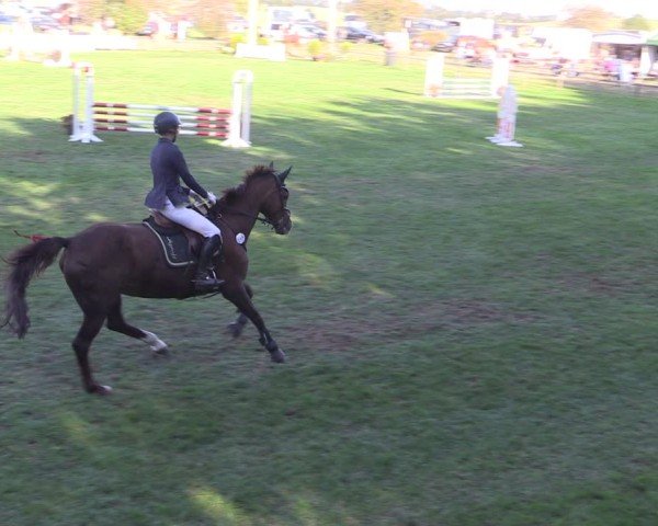 Reitturnier Crivitz 2024