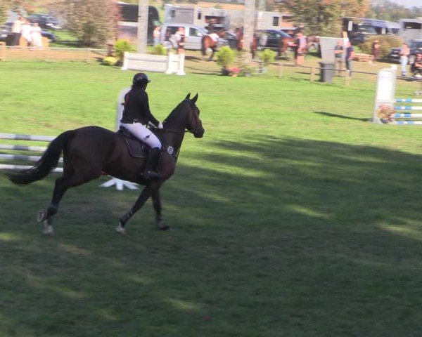 Reitturnier Crivitz 2024