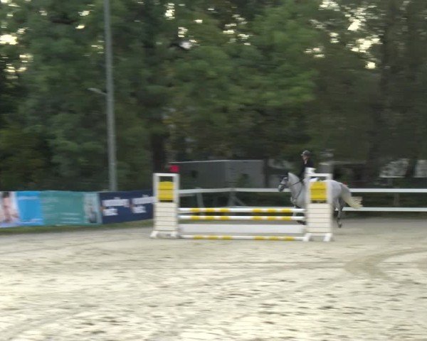 Reitturnier Bregenz 2024
