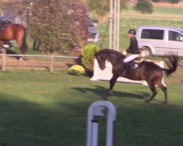 Reitturnier Crivitz 2024