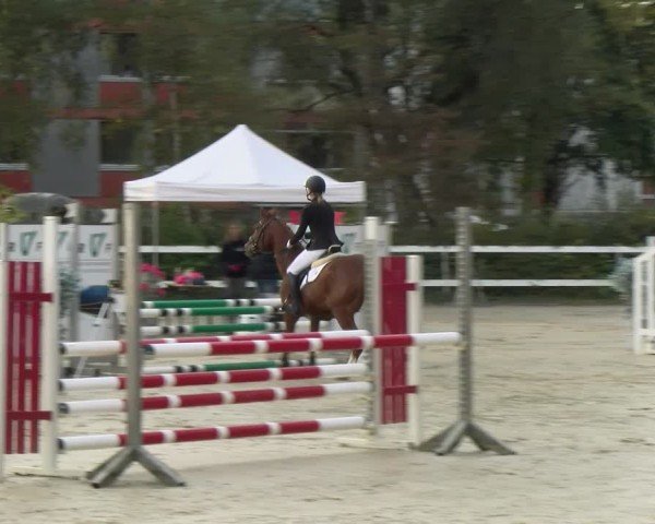 Reitturnier Bregenz 2024