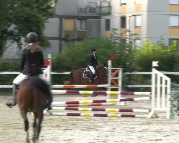 Reitturnier Bregenz 2024