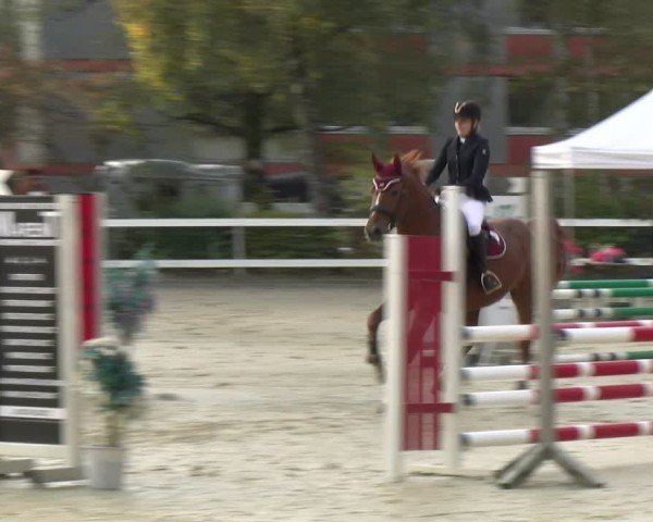 Reitturnier Bregenz 2024