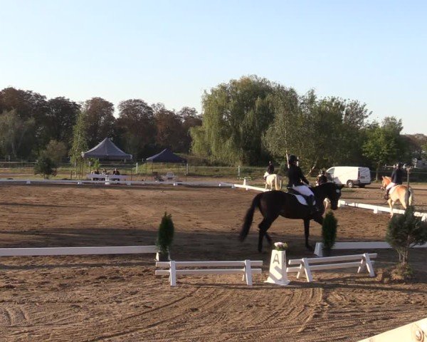 Reitturnier Schenkenhorst 2024