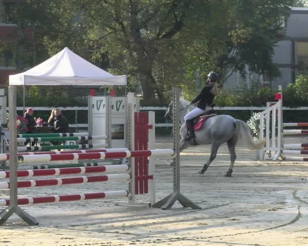 Reitturnier Bregenz 2024