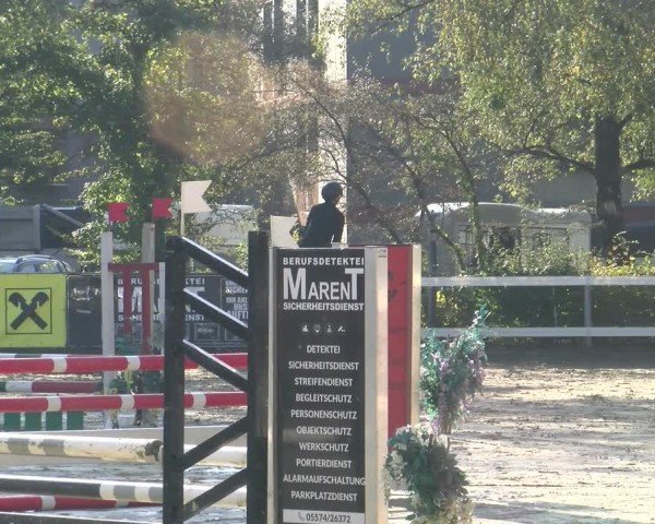Reitturnier Bregenz 2024