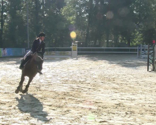 Reitturnier Bregenz 2024