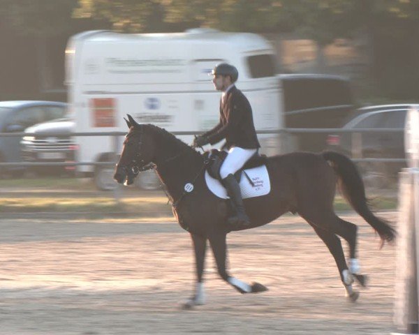 Reitturnier Langenfeld - Gut Langfort 2024