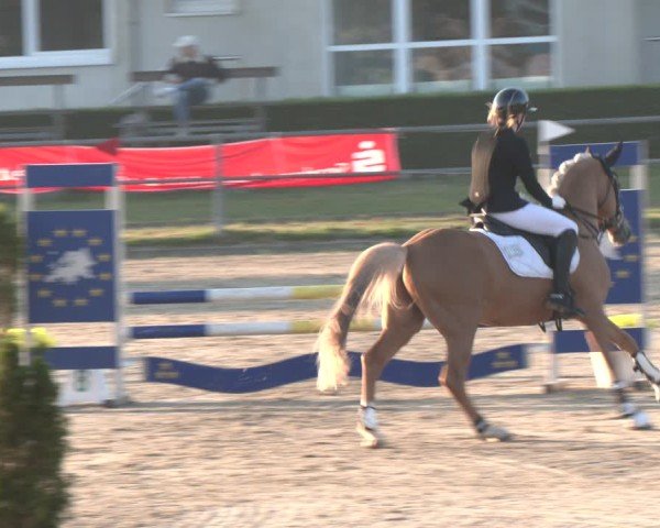 Reitturnier Langenfeld - Gut Langfort 2024