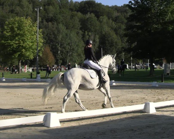 Reitturnier Seelitz 2024