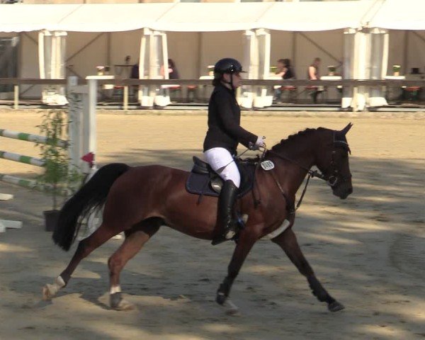 Reitturnier Buchenhof-Ibbenbüren 2024