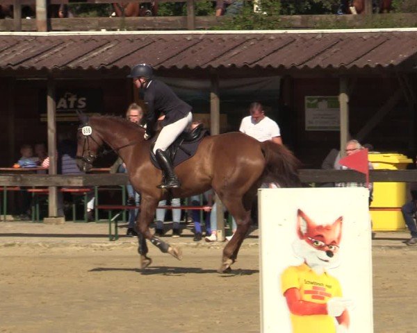 Reitturnier Buchenhof-Ibbenbüren 2024