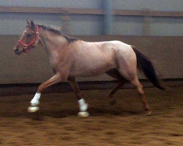 Pferd Lucky Freedom (Nederlands Welsh Ridepony, 2010, von David van den Hout)