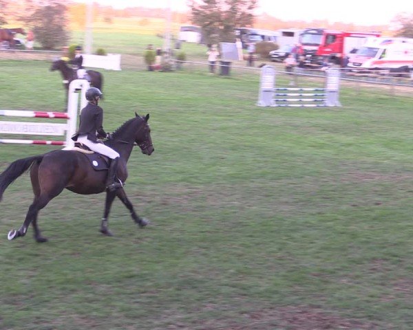 Reitturnier Crivitz 2024