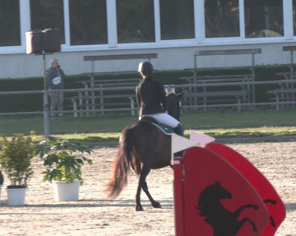 Reitturnier Langenfeld - Gut Langfort 2024