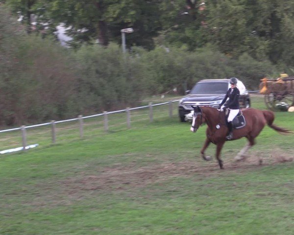 Reitturnier Crivitz 2024